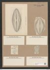 Navicula hennedyi W.Sm. (de-Toni-Nr.: Genus 1, Species 364) Zeichnungen Sammlung Grunow Nr. 818 (NHMW-BOT-W0367245)